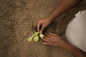 une main qui plante une jeune pousse dans la terre