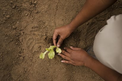 una mano plantando un brote joven en la tierra